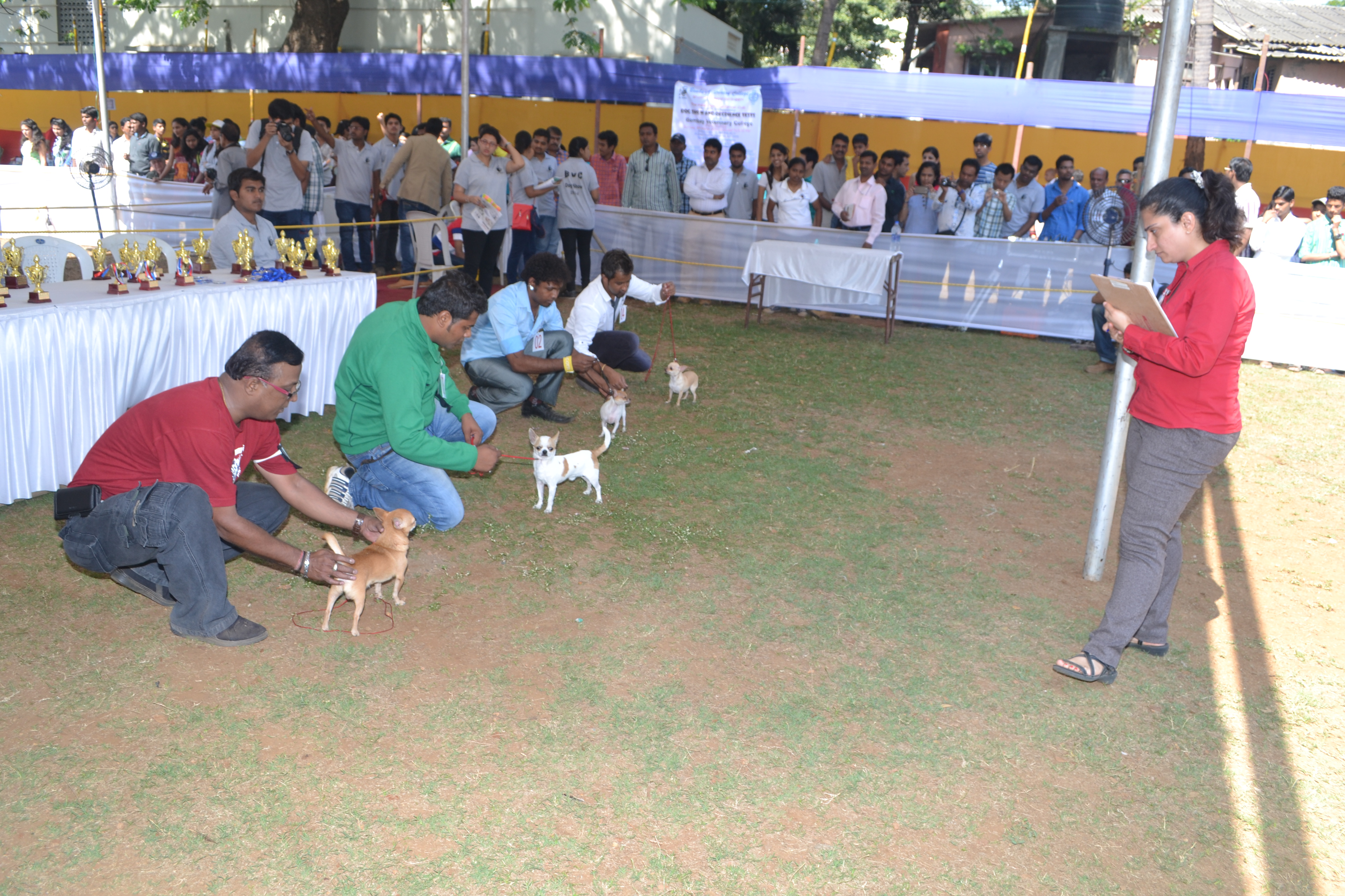 Dog Obedience And Breed Judging 2014
